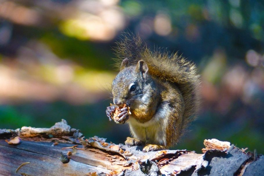 神奇黄石，世界国家公园的大哥大