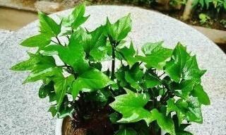  「白菜」“废根”不要丢，埋土“留半截”，20天成“盆栽”，还开花结果