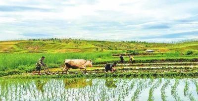  野味@田里的“四野味”，八成人吃过两种，最后一种卖50元一斤