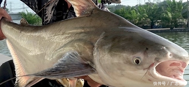 义乌“钓鱼镜一出，无人再打窝，35米深水一清二楚，从此不打窝