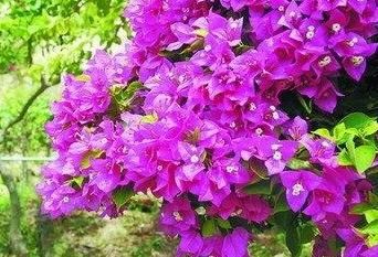  买到@三角梅不开花？原来是买到“懒汉”品种，剪一剪，饿几天，开满枝