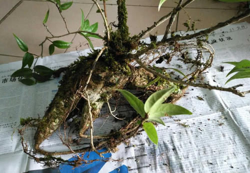  【漂亮】农村一种植物“树萝卜”，做盆栽漂亮，还是一种药材，