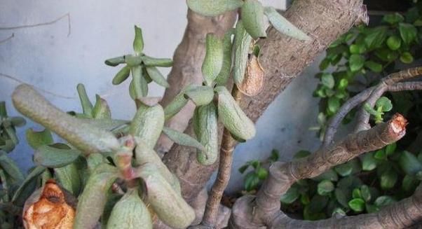  「常有」养花常有小飞虫?几招让它永远从你家消失!