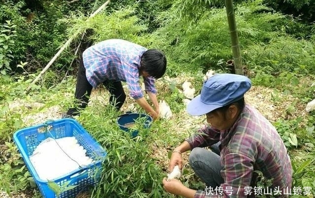  [人工种植]竹林里才有的野味，千元一斤被捧上神坛，却没多少农