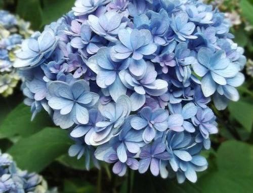 『盆栽的绣球』绣球爆开花,做好“2件事”,叶子绿到流油,花苞多,花期长