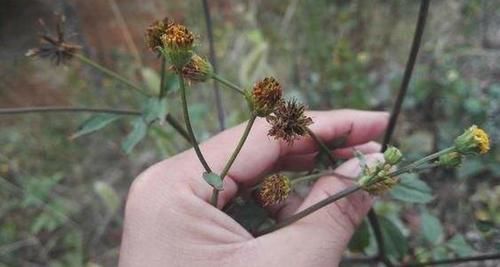  人称@人称“鬼都怕”，农民见了就拔，殊不知价值，如此珍贵