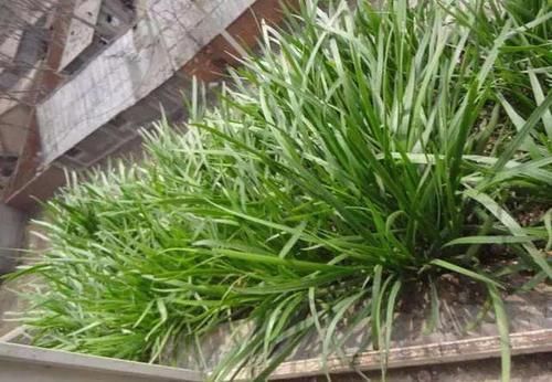  「越养越」阳台种韭菜，越养越细？赶快用上这几招，根根壮，像小葱一样