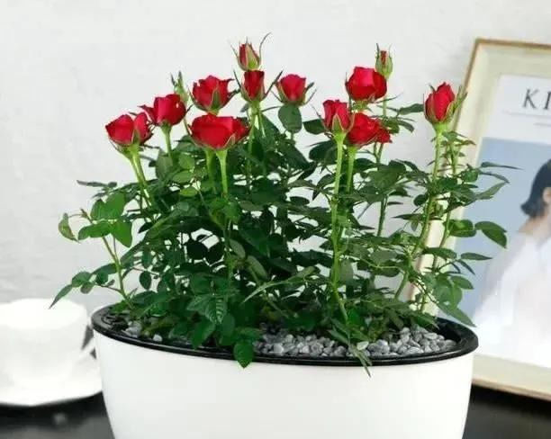  「还要」比香水还要香的9种花，养在阳台上，满屋飘香