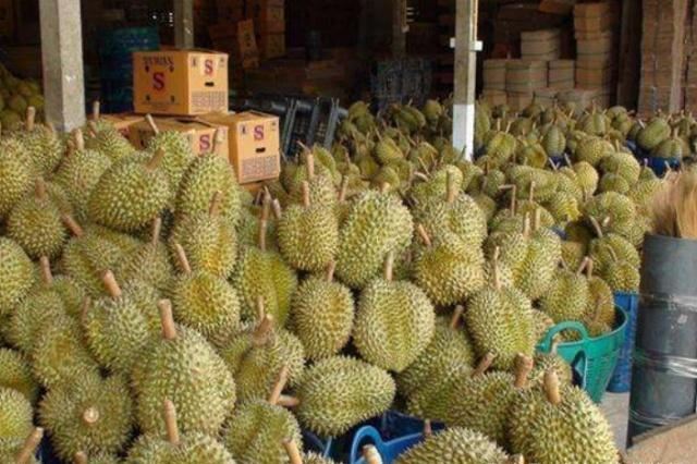 “榴莲事件”让泰国惊慌，对此出台新政，如不遵守将有牢狱之灾