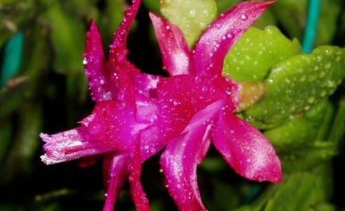  「花香」家养这几款花，好看好养颜值高，轻盈飘逸，花香沁人心脾，美