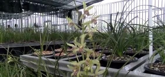  「种植」桐柏这个村家家种植兰花，花比人还多