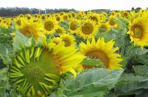『停止』植物在夜晚就停止生长?为啥蟹爪兰、长寿花要适当黑暗才好开花
