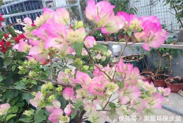 光照@三角梅总是不开花,除了养护原因,还有一个问题才是“关键”!