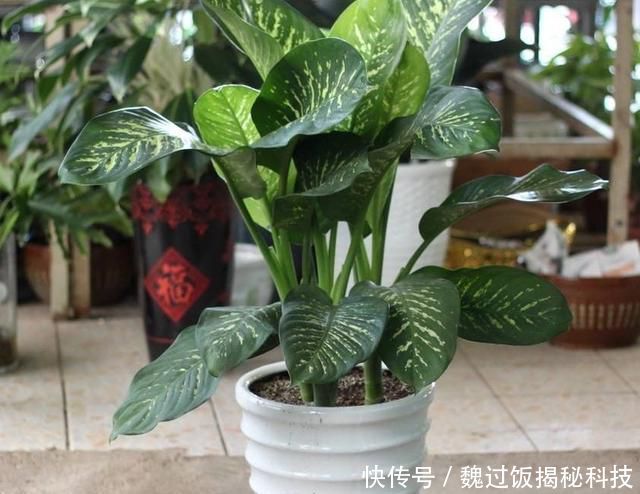 轻松:客厅养3种“绿植”,四季常绿,吸收灰尘又灭菌,轻松长爆盆