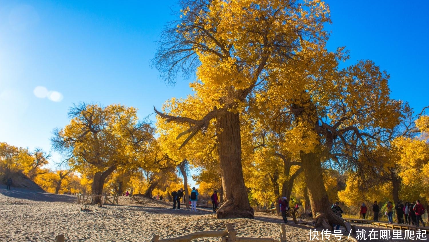 中国最美的胡杨林，在内外蒙古交界处的额济纳旗，游客：太美了