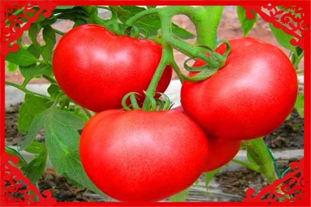  「谋求」目前有什么好的创业项目，可以在农村谋求发展呢？这几个可以考察