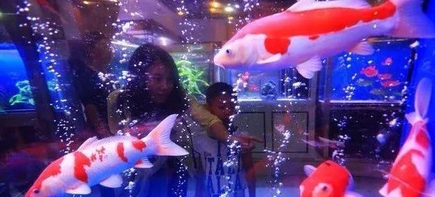  「水质」室内养锦鲤？最起码要有这四个坚持！