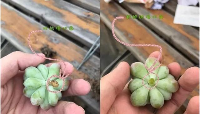 「图片作者」黑腐病,多肉界的癌症,早期可治疗,中期得截肢,晚期说拜拜