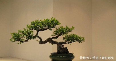 中国盆景艺术五大流派，历史悠久博大精深，完爆日本制式盆景！