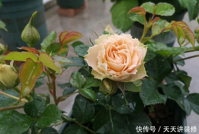  「终于」月季花苞总是出现下垂低头的4个原因，终于知道怎么回事了