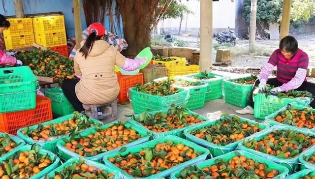  #收购#没成熟就采摘，果农也很无奈：商贩不那么早收购，谁会摘