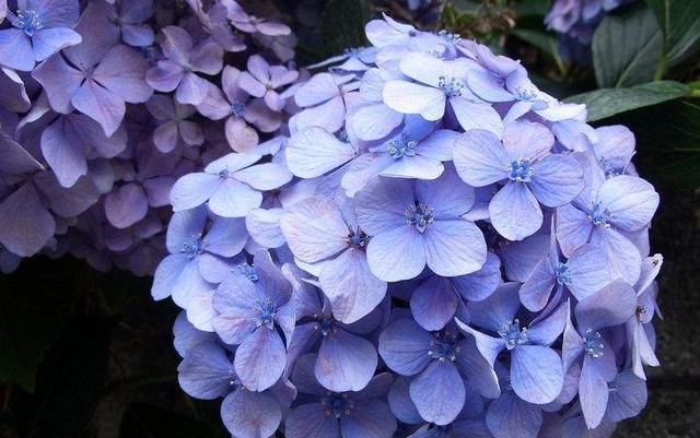  『绣球』想让绣球开蓝花，告诉你调色的秘诀，简单又好用