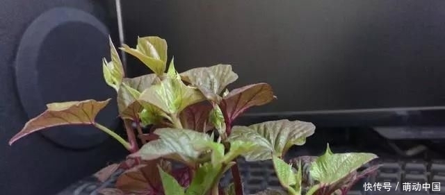 『刚发芽的红』花盆里种了一个小红薯,100天内装满红薯“孩子”的香气很甜,很好吃