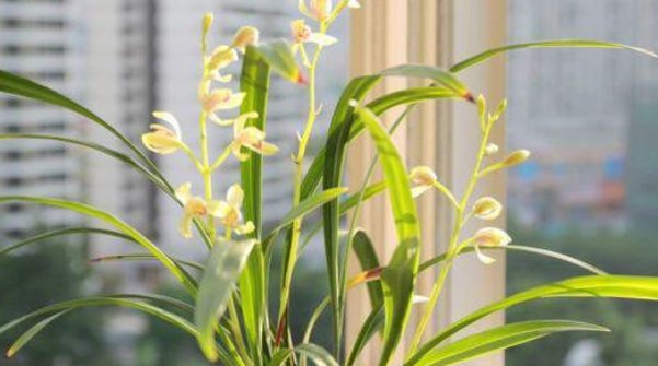  「茎黑腐」新手养兰花常见3个“误区”,全避开兰花不腐,长得壮开花旺