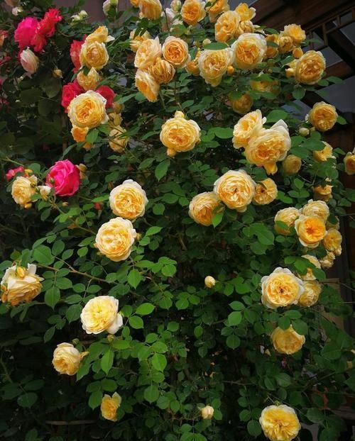  #植物#养这几款植物，沾点水就爆盆，花开美轮美奂，阳台美如画