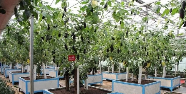 新型“茄子树”高3米，单株产量上千斤，一次种植收益6年