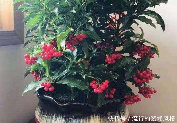  「家里」家里养花别乱摆，这4种花家里至少摆1盆，个个都是“吉祥”花！