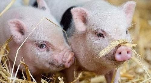  「明年」明年养猪怎么样？应该不晚吧？