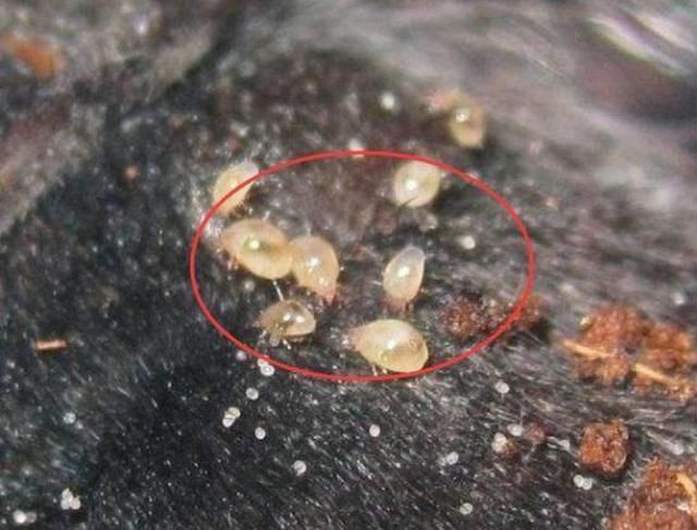 头上螨虫过亿，除了去医院，谨记2方法逼退螨虫!