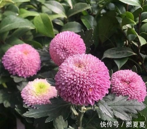  #学以致用#菊花养护小攻略，最基本的4点，学以致用，促进菊花花苞生长