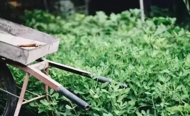 我家有一个大花园，这花园里蜂子，蝴蝶，蜻蜓，蚂蚱，样样都有