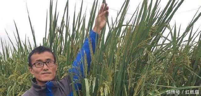 为何袁隆平费十余年研发的新稻谷，在国内不被推广，是真的没用吗