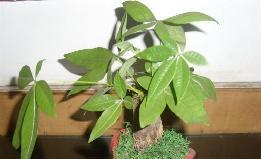  「喜欢」喜欢养花，不如养盆平安树 ，是优美的盆栽观叶植物。