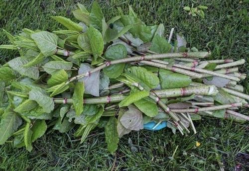  「此种」此种“杂草”，院子里看到1次，要拔1次，它繁殖快，?能破坏建筑