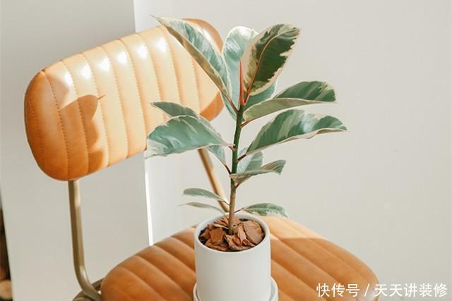 植物|客厅养一盆“这样的”橡皮树,逼格立马提升