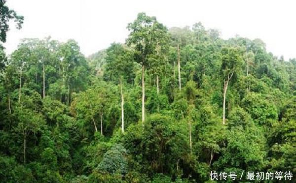 世界上最高的树，却被中国禁止，树木比50层楼还高