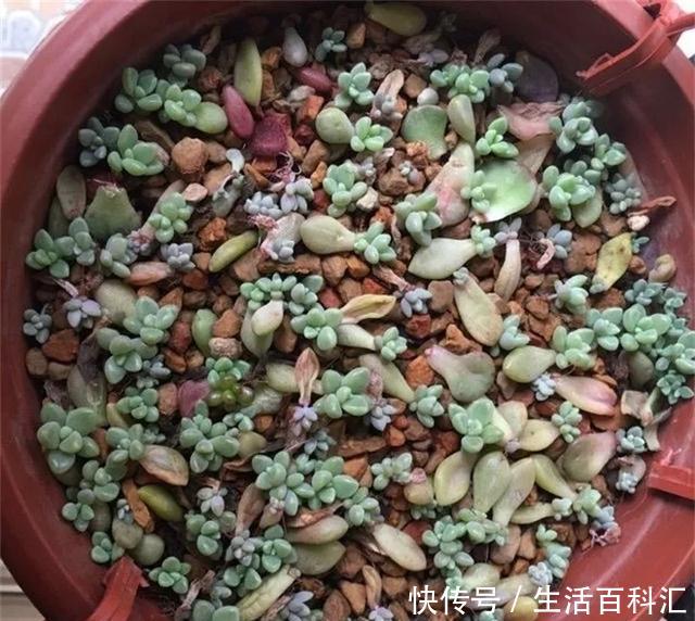 「单头」养花技巧:多肉爆盆的4个绝招,单头变多头,一棵变满盆