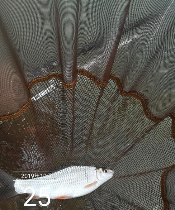 「荒期」掌握这14个钓鱼技巧,鱼荒期都能钓到手软!新手每天都要读一遍
