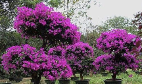  【旺盛】3点做好，家里的三角梅“开满花”，再往盆里放上“它”，旺盛！