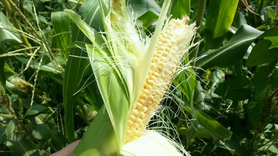 贸易战影响中国猪的伙食习惯:中国为何“死咬”美国大豆不放