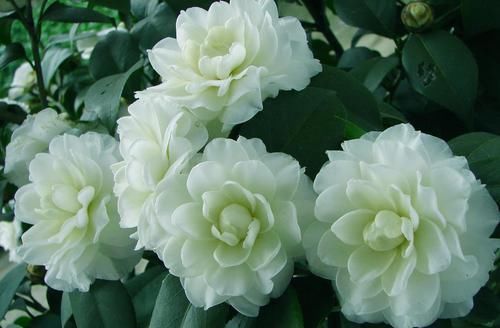  【生长习性】增温花卉的生长习性，才能是花卉花量大，花色鲜艳