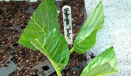  春天@春天，“扦插”花卉植物，这“4个要点”做到位，保证100%生根！