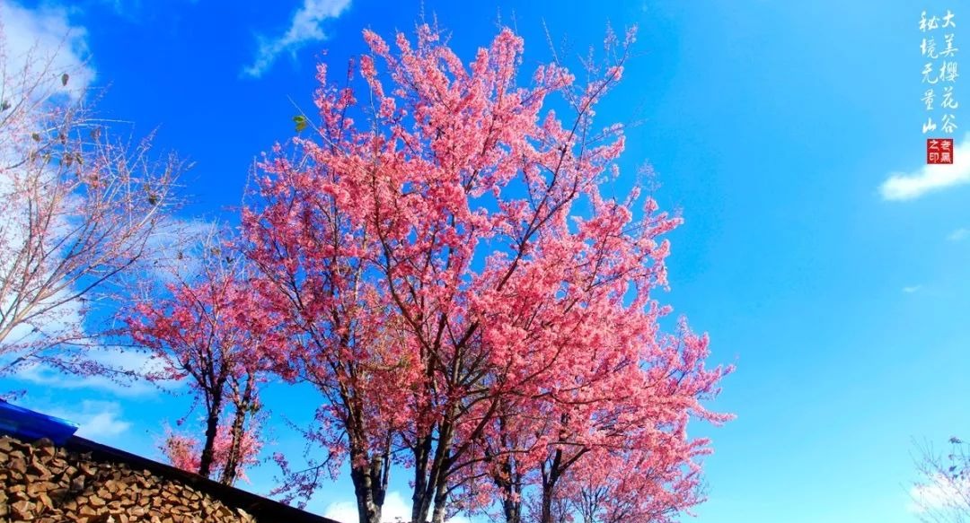大美无量丨樱花谷的樱花又开了，未来20天，赏花正当时