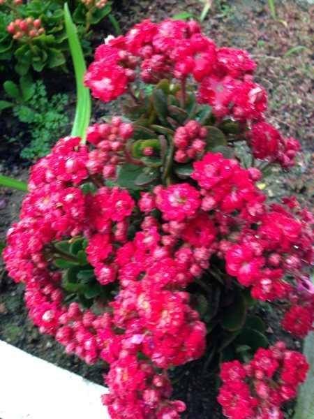  生长有很大■这四种常见绿植爱“喝油”，每隔七天喂一勺，叶子油绿开花旺盛