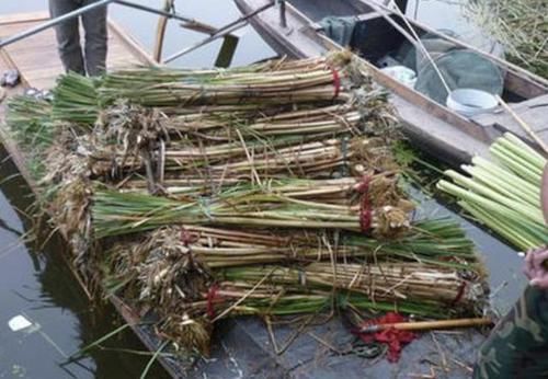  植株■河边的1种草奇特，远看像“腊肠”，被称为“蒲草”，用处多