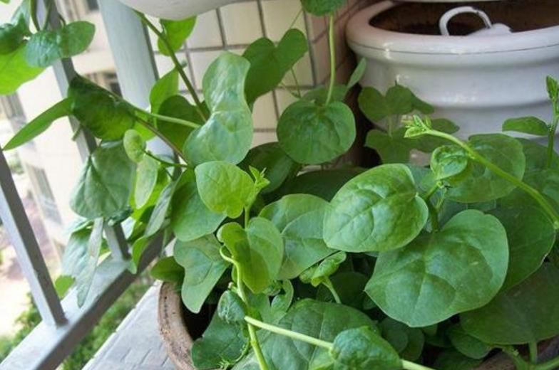  「不用」“4种菜”养阳台，半个月就能吃，吃完一茬又一茬，不用出门买！